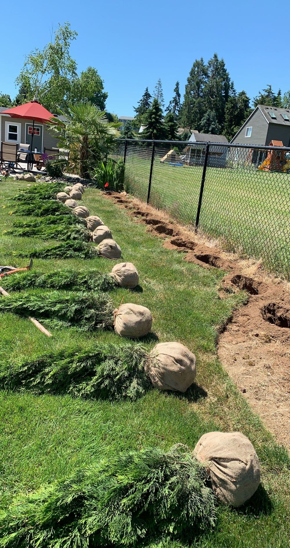 Row of freshly planted trees with burlap roots along a fenced yard on a sunny day.