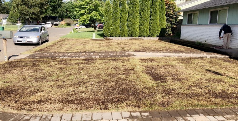 Brown patches on a lawn with a car parked nearby and a person working in the garden.