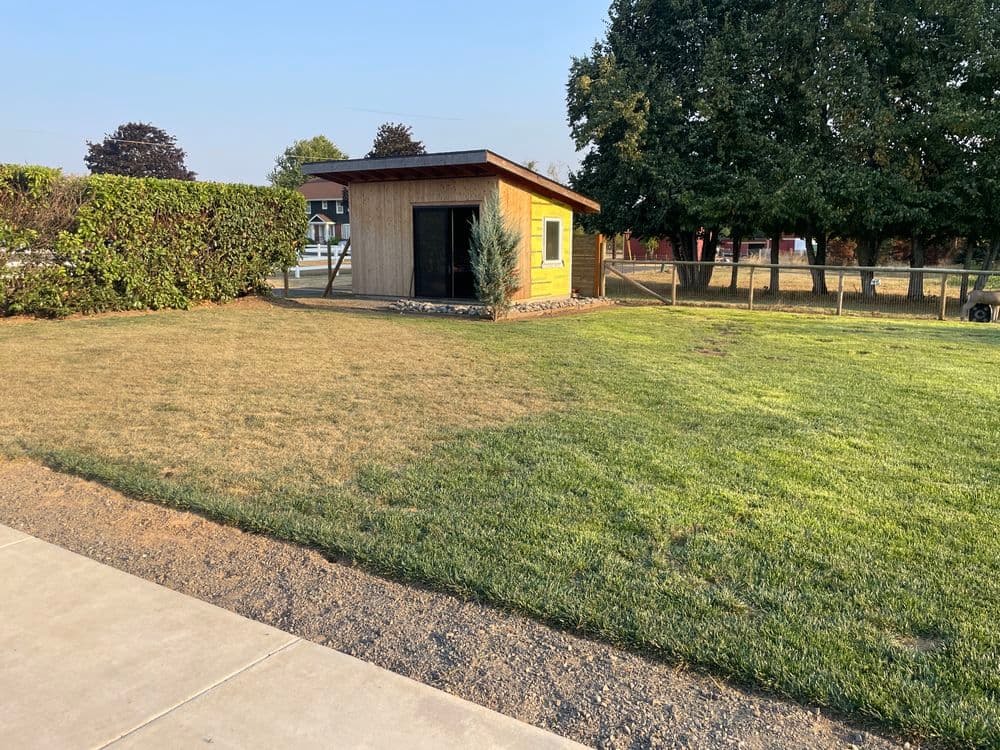 Small yellow shed in a grassy yard with trees and a fence in the background.