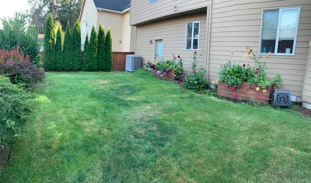 Lush green backyard with flower beds, shrubs, and tall hedges beside a house.