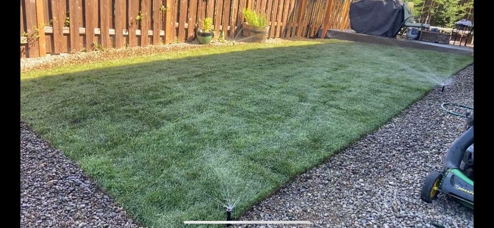 Freshly laid sod in a backyard with sprinkler system on gravel pathway and wooden fence.