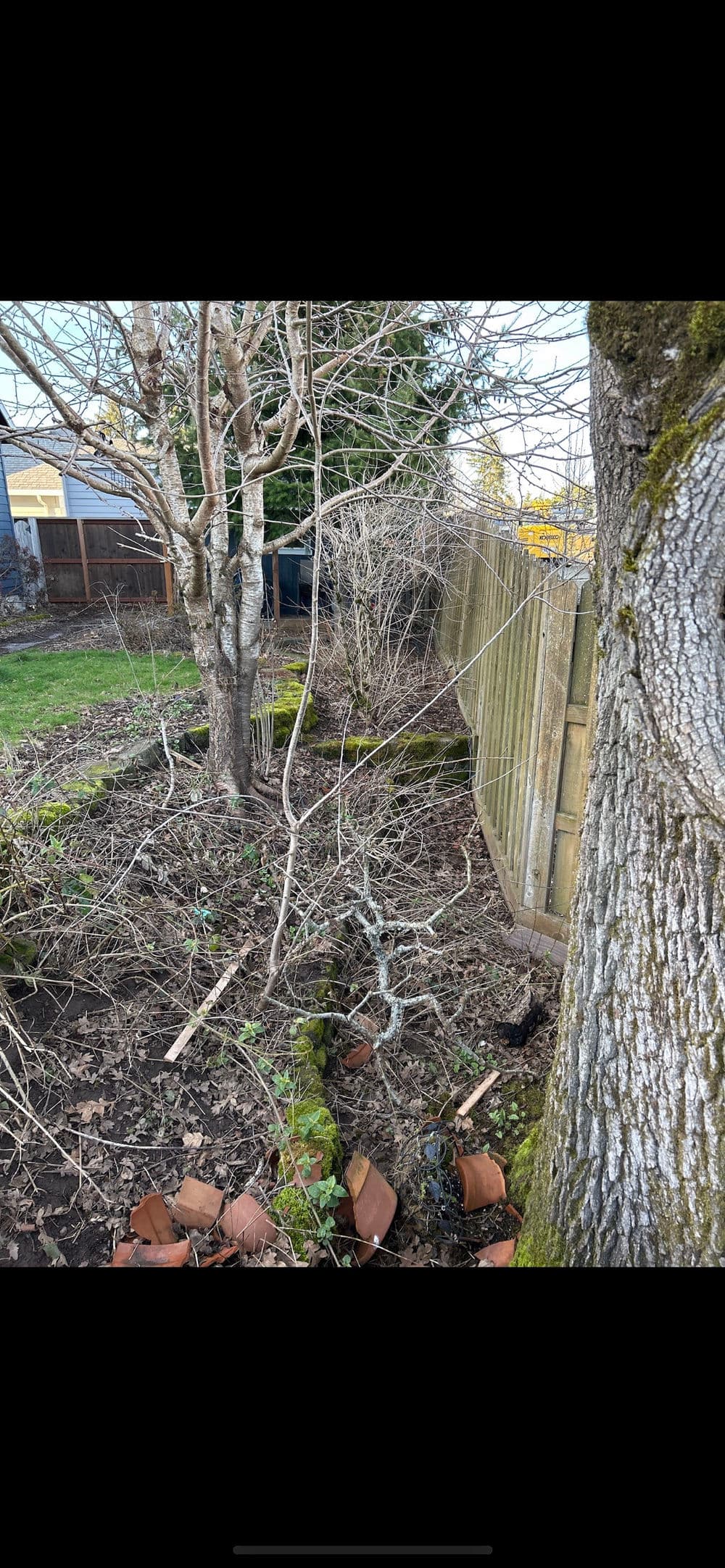 Overgrown garden with bare trees, tangled branches, and wooden fence in the background.